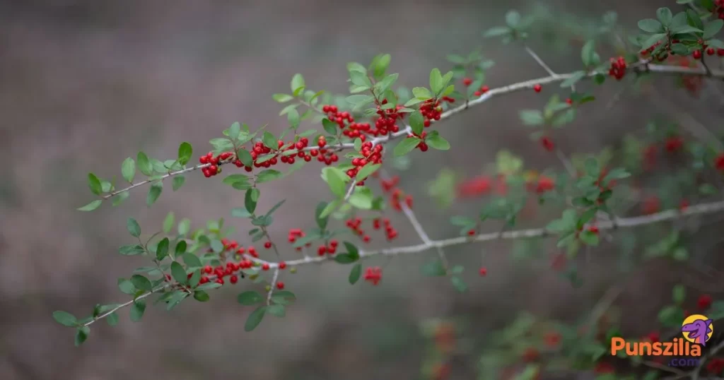 Mistletoe Puns