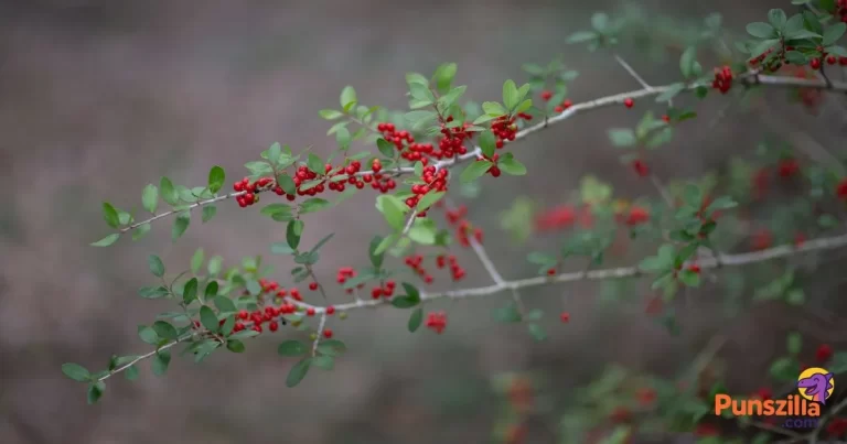 Mistletoe Puns