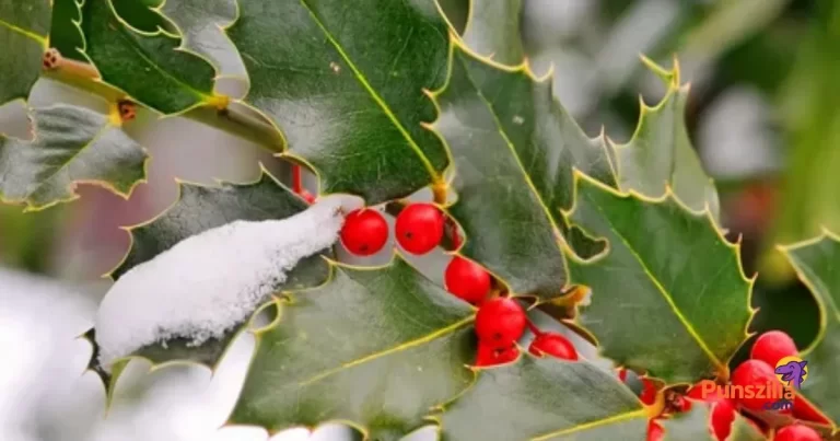 Mistletoe Puns