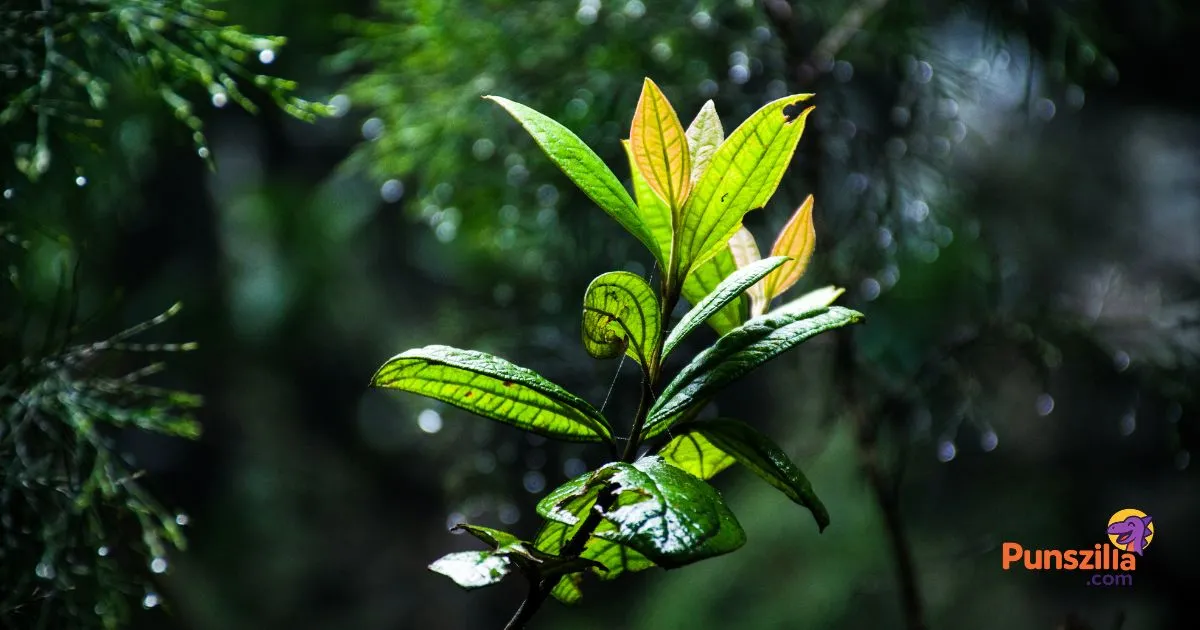 Photosynthesis Puns